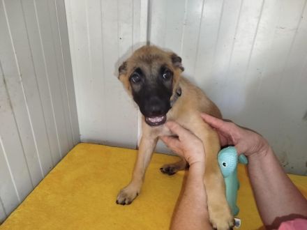 Coby, Pepper - RESERVIERT , Lemmi - möchten noch Alles lernen - werden einzeln vermittelt