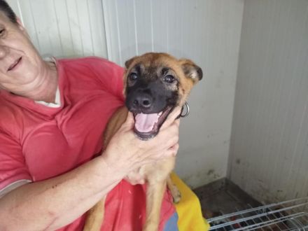 Coby, Pepper - RESERVIERT , Lemmi - möchten noch Alles lernen - werden einzeln vermittelt