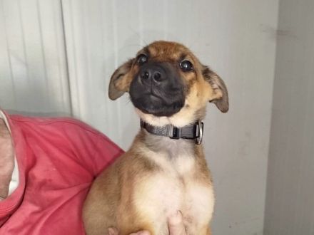 Coby, Pepper - RESERVIERT , Lemmi - möchten noch Alles lernen - werden einzeln vermittelt