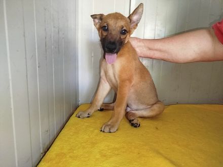 Coby, Pepper - RESERVIERT , Lemmi - möchten noch Alles lernen - werden einzeln vermittelt