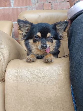 Langhaar Chihuahua sucht ein neues Zuhause