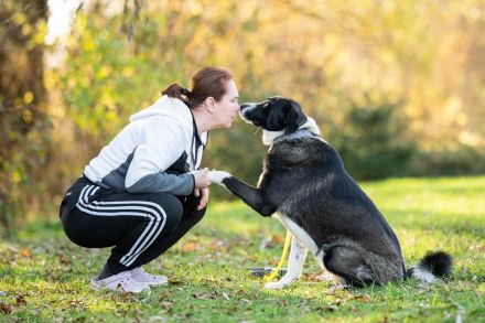 Alexa: eine Traumhündin sucht ihre Familie