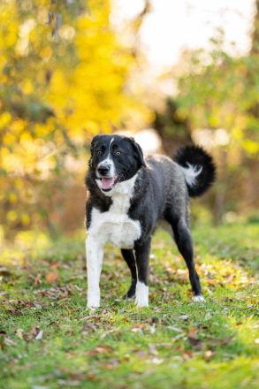 Alexa: eine Traumhündin sucht ihre Familie