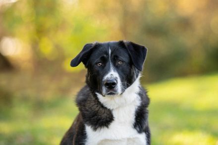 Alexa: eine Traumhündin sucht ihre Familie