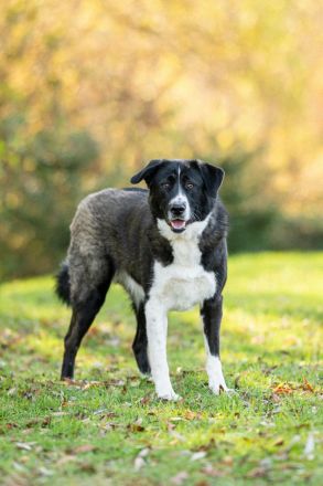 Alexa: eine Traumhündin sucht ihre Familie