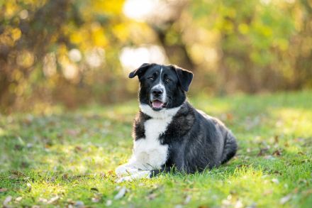 Alexa: eine Traumhündin sucht ihre Familie