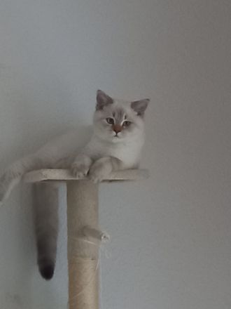 Britisch Kurzhaar Kätzchen, Junge.