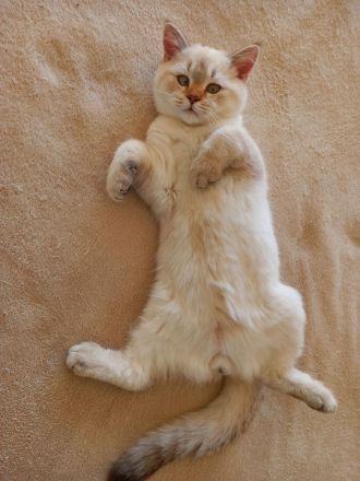 Britisch Kurzhaar Kätzchen, Junge.