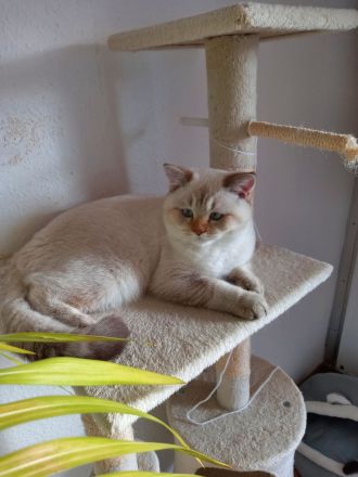 Britisch Kurzhaar Kätzchen, Junge.