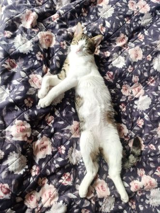 Europäisch Kurzhaar/Kater sucht ein neues Zuhause