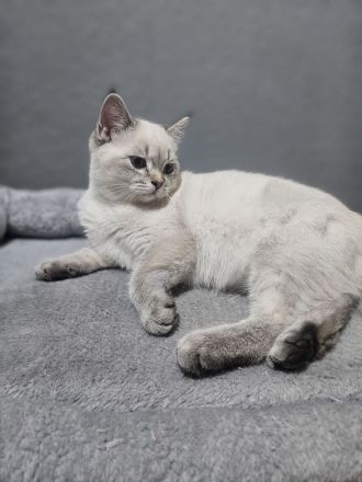 2 Bkh kitten suchen ein schönes Zuhause