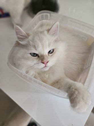 2 Bkh kitten suchen ein schönes Zuhause