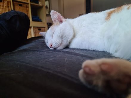 Hauskater Geschwister