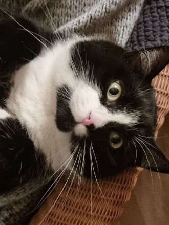 Hauskater Geschwister