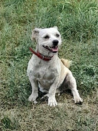 Benji-2, freundich und sozial