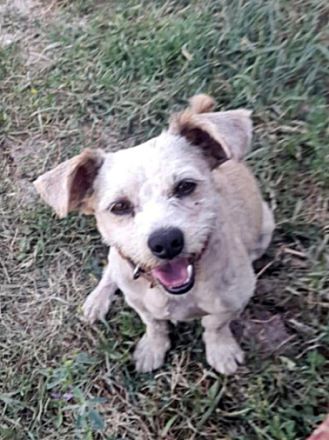 Benji-2, freundich und sozial