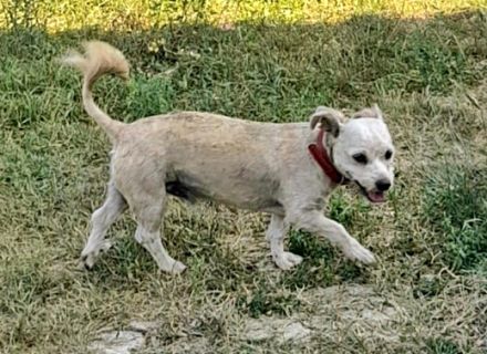 Benji-2, freundich und sozial