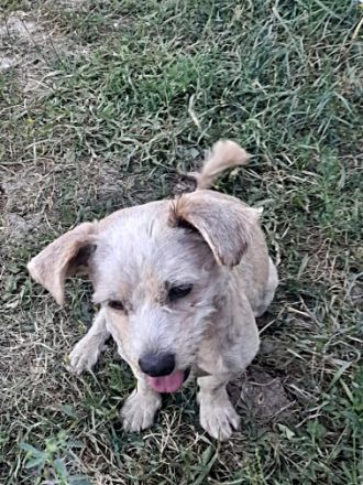 Benji-2, freundich und sozial