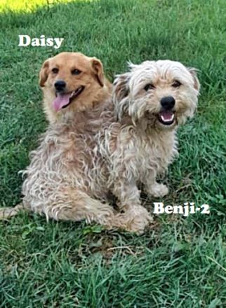 Benji-2, freundich und sozial