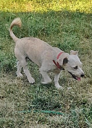 Benji-2, freundich und sozial