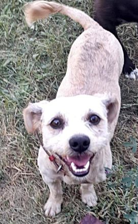 Benji-2, freundich und sozial