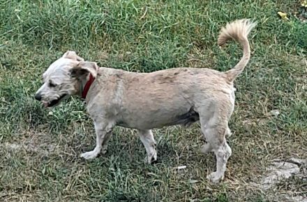 Benji-2, freundich und sozial