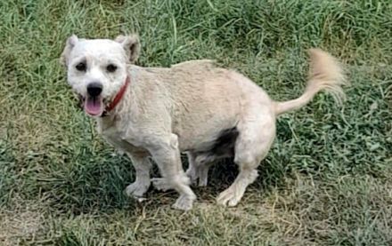 Benji-2, freundich und sozial