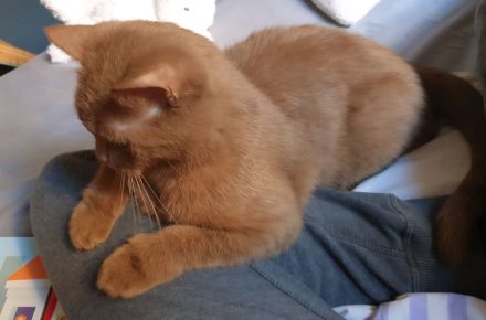 Bkh Katze Cinnamon mit Stammbaum