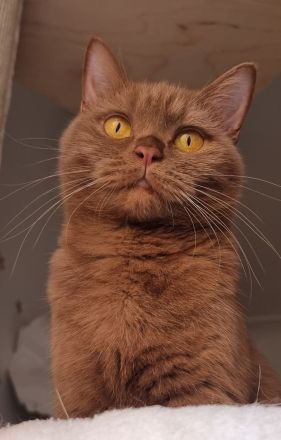 Bkh Katze Cinnamon mit Stammbaum