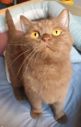 Bkh Katze Cinnamon mit Stammbaum