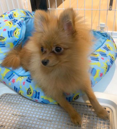 Weiblicher Pomeranian Spitz-Welpe