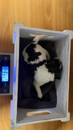 Bichonpoo Welpen (Rüde und Hündinnen) mit Abstammungsnachweis