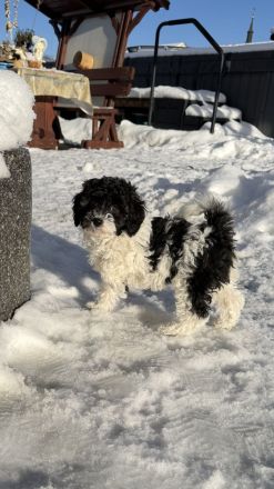 Bichonpoo Welpe (Hündin) mit Abstammungsnachweis