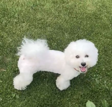 Bichonpoo Welpe (Hündin) mit Abstammungsnachweis