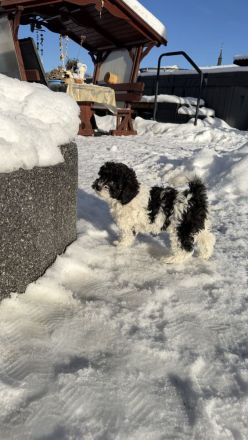 Bichonpoo Welpe (Hündin) mit Abstammungsnachweis