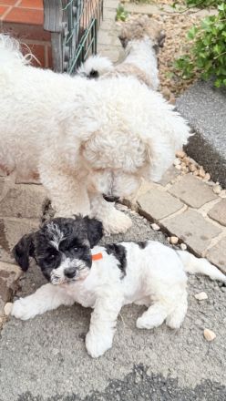 Bichonpoo Welpe (Hündin mit Abstammungsnachweis