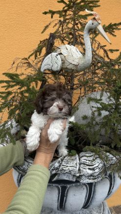 Bollipoo Welpe mit Abstammungsnachweis