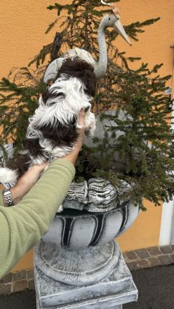 Bollipoo Welpe mit Abstammungsnachweis