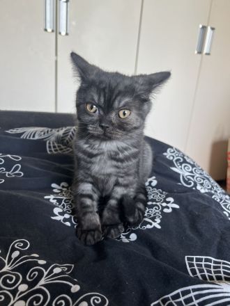 Britisch Kurzhaar kitten