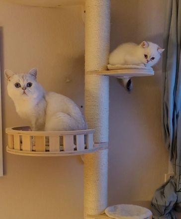 süße reinrassige Britisch Kurzhaar Kitten - auszugsbereit Mitte Oktober