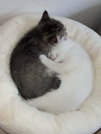 süße reinrassige Britisch Kurzhaar Kitten - auszugsbereit Mitte Oktober