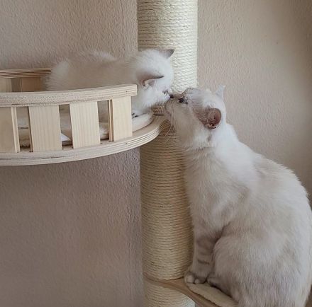 süße reinrassige Britisch Kurzhaar Kitten - auszugsbereit Mitte Oktober