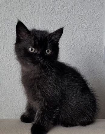 süße reinrassige Britisch Kurzhaar Kitten - auszugsbereit Mitte Oktober