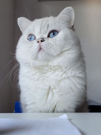 süße reinrassige Britisch Kurzhaar Kitten - auszugsbereit Mitte Oktober