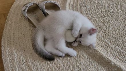 süße reinrassige Britisch Kurzhaar Kitten - auszugsbereit Mitte Oktober