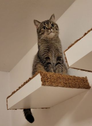 süße reinrassige Britisch Kurzhaar Kitten - auszugsbereit Mitte Oktober