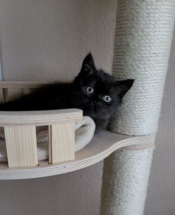 süße reinrassige Britisch Kurzhaar Kitten - auszugsbereit Mitte Oktober