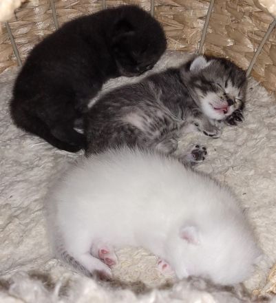 süße reinrassige Britisch Kurzhaar Kitten - auszugsbereit Mitte Oktober