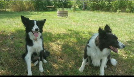 Border Collie Welpen zu verkaufen