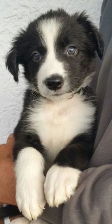 Border Collie Welpen zu verkaufen
